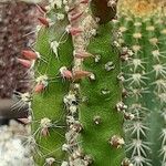 Tephrocactus verschaffeltii Lehti