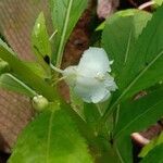 Impatiens balsamina Fleur