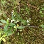 Houstonia longifolia 形态