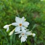 Narcissus papyraceus Flor
