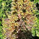 Agave filifera Flower