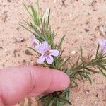 Dyschoriste schiedeana Flower