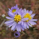 Tripolium pannonicum 花