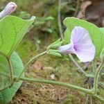 Argyreia argentea Blodyn