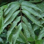 Amherstia nobilis Leaf