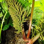 Gunnera tinctoria Blomma