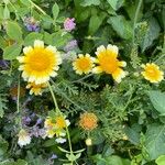 Glebionis coronaria Flower