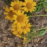 Arnica chamissonis फूल