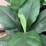 Dieffenbachia tonduzii Folla