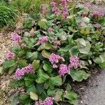 Bergenia crassifolia Habitus