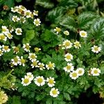 Tanacetum parthenium Habitus