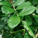 Rosa multiflora 叶