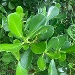 Clusia fluminensis Leaf