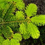 Abies fraseri Delienn