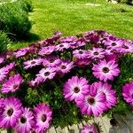 Osteospermum ecklonis Hábitos