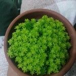 Sedum japonicum Hoja