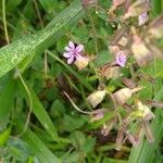 Cuphea ericoides Blomst