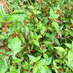 Cuphea ignea Blatt
