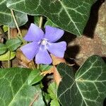 Vinca minorFlor