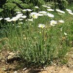 Leucanthemum pallens Altro