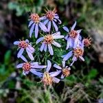 Galatella sedifolia Flower
