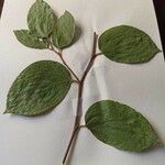 Celtis africana Лист