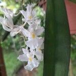 Rodriguezia bracteata Flors