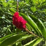 Alpinia purpurataFlors