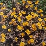 Helianthemum cinereum Alkat (teljes növény)