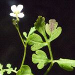 Cardamine graeca Feuille