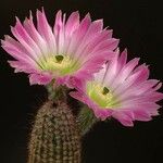 Echinocereus reichenbachii Habit