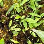 Utricularia longifolia Hoja