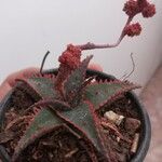 Aloe castilloniae Ліст