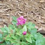 Paeonia broteri花