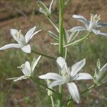 Ornithogalum narbonense Kwiat