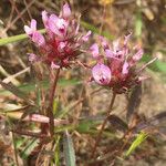 Trifolium willdenovii Агульны выгляд