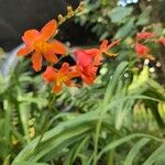 Hesperantha coccinea Flor