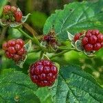 Rubus occidentalis Fruit