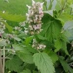 Nepeta catariaFlor