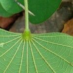 Bauhinia monandra 葉