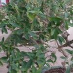 Serissa japonica Hoja