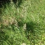Agrostis gigantea Flor