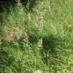 Agrostis gigantea Flor