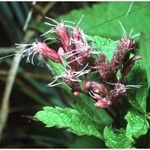 Pluchea camphorata Flower