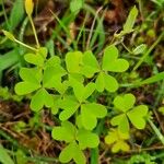 Oxalis stricta Leaf