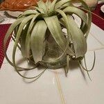 Tillandsia latifolia Levél