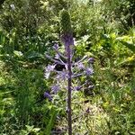 Scilla hyacinthoides 花