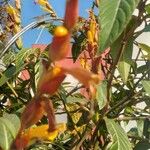 Sanchezia speciosa 花