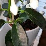 Stephanotis floribundaFlower