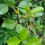 Bignonia magnifica Leaf